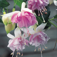 Fuchsia Plants - Giant-flowered Trailing Holly