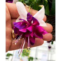 Fuchsia Plants - Giant-flowered Velvet Crush