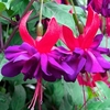 Fuchsia Plants - Giant-flowering Trailing Voodoo