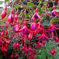 Fuchsia Plants - Hardy Collection