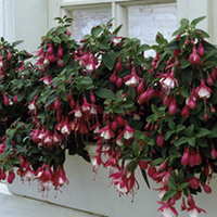 Fuchsia Plants - Hardy Collection