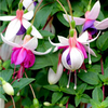 Fuchsia Plants - La Campanella