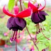 Fuchsia Plants - New Millenium