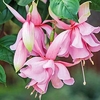 Fuchsia Plants - Pink Elephant