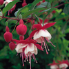 Fuchsia Plants - Snowcap