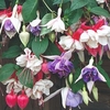 Fuchsia Plants - Trailing Mix