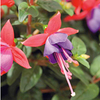 Fuchsia Standard Plant - Beckie Lou