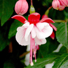 Fuchsia Standard Plant - Britney