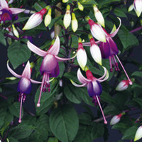 Fuchsia Standard Plant - Ellebel