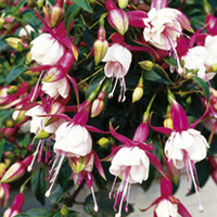 Fuchsia Standard Plants - Patio Princess