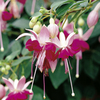 Fuchsia Standard Plants - Paula Jane