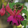 Fuchsia Standard Plants - Royal Velvet