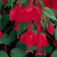 Fuchsia Trailing Plant - Marinka