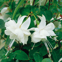 Fuchsia Trailing Plants - White General Monk