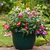 Fuchsia Trailing Pre-Planted Patio Pot