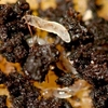 Fungus Fly Killer - 50 Million
