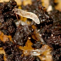 Fungus Fly Killer - 50 Million