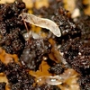Fungus Fly Killer 50 Million
