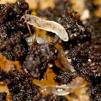 Fungus Fly Killer 50 Million