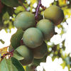 Gage Tree - Greengage Mannings Selection