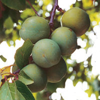Gage Tree - Greengage Mannings Selection