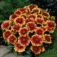Gaillardia aristata Plant - Arizona Sun