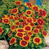 Gaillardia Plant - Arizona Sun