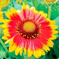 Gaillardia Plant - Arizona Sun