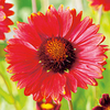 Gaillardia Plant - Burgunder