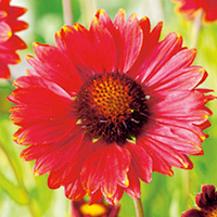 Gaillardia Plant - Burgunder