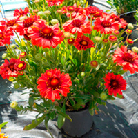 Gaillardia Plant - Celebration