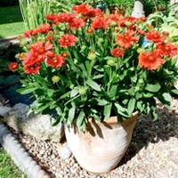 Gaillardia Plant - Celebration