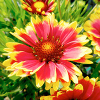 Gaillardia Plant - Cutie