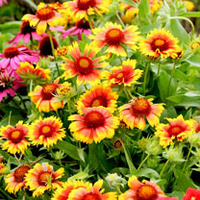 Gaillardia Plant - Mesa Bicolour Bright