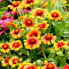 Gaillardia Plant - Mesa Bicolour Bright