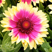 Gaillardia Plant - Snappy