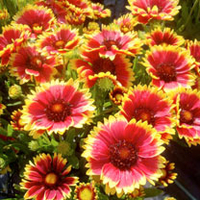 Gaillardia Plant - Sunset Cutie