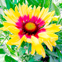 Gaillardia Plant - Sunset Mexican