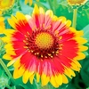 Gaillardia Plants - Arizona Sun