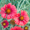 Gaillardia Seeds - Strawberry Firewheels