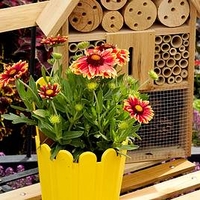 Gaillardia Spintop Orange Halo