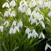 Galanthus (Snowdrop) Bulbs - Single Flowered Bulb In The Green