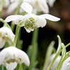Galanthus (Snowdrop) Double Flowers 1 Bulb In The Green