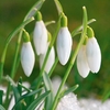 Galanthus (Snowdrop) Single Flowered 1 Bulb In The Green