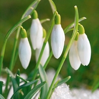 Galanthus (Snowdrop) Single Flowered 1 Bulb In The Green