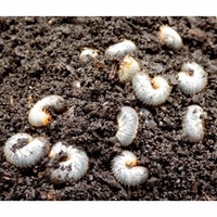 Garden Chafer Beetle Trap