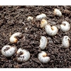 Garden Chafer Beetle Trap