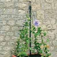 Garden Maypole Plant Support