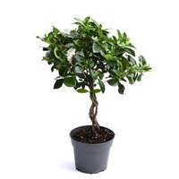 Gardenia