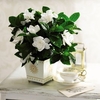 Gardenia Deluxe
